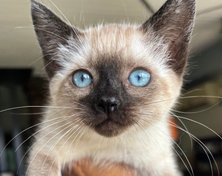 Pénélope