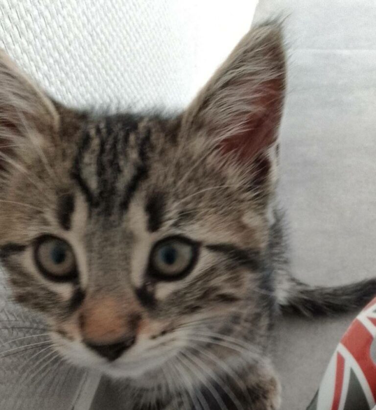 Aby