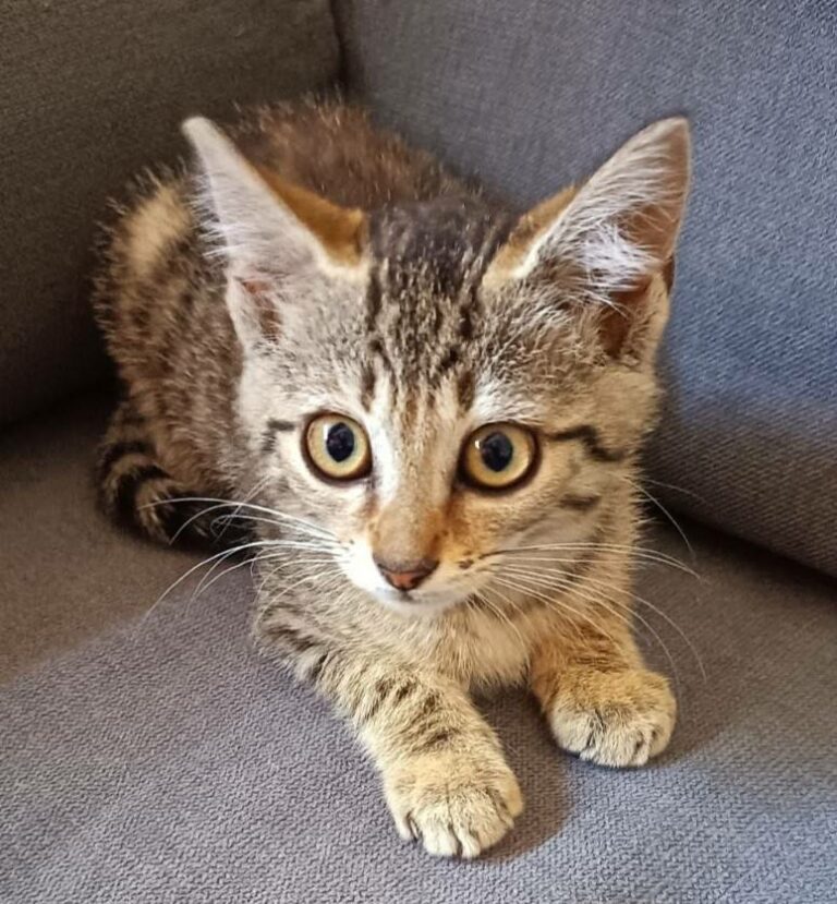 Praline