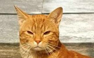 Abricot