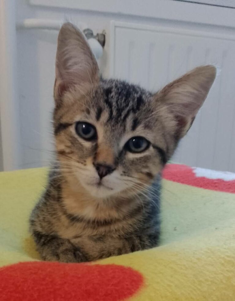 Tarzan