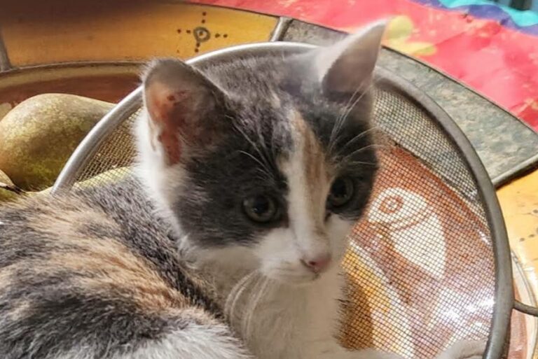 Aïma