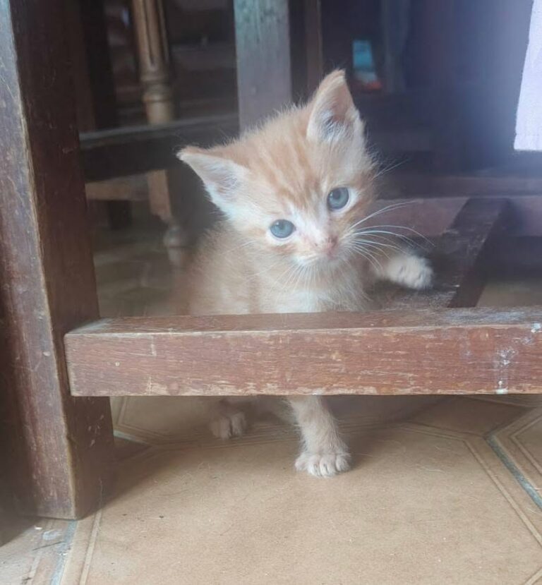 Benat