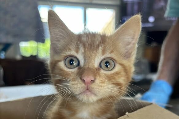 Biscuit