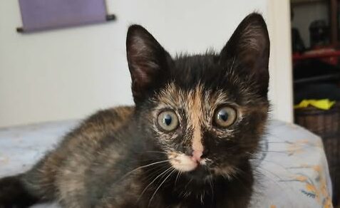 Buffy