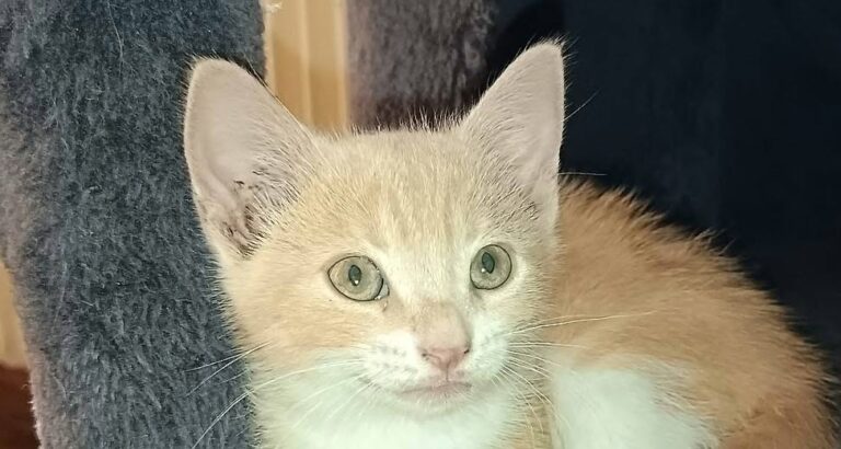 Caramel