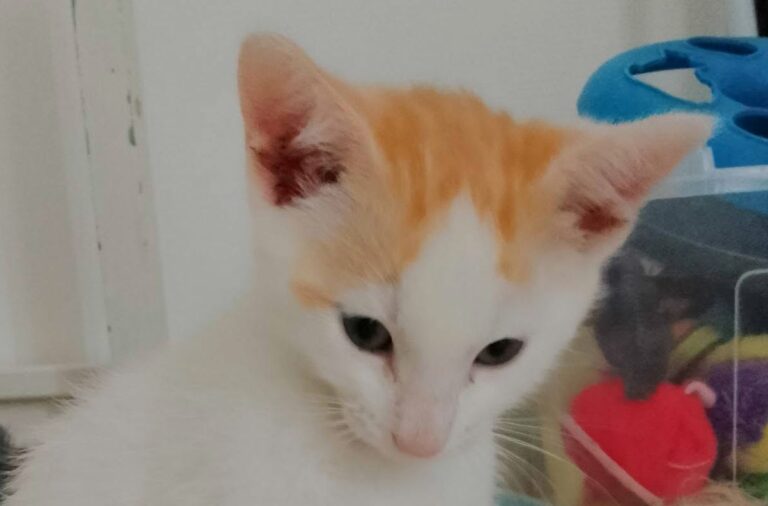 Frimousse