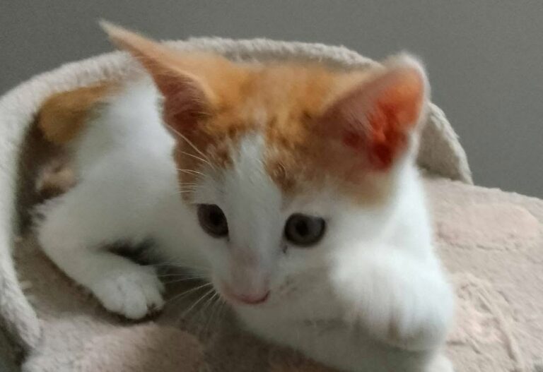Spirou