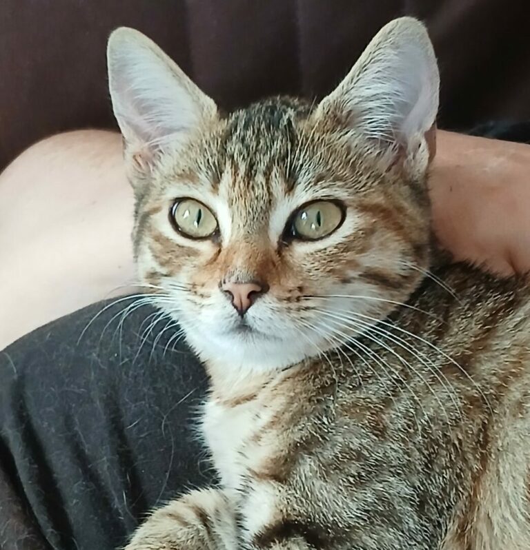 Bijou