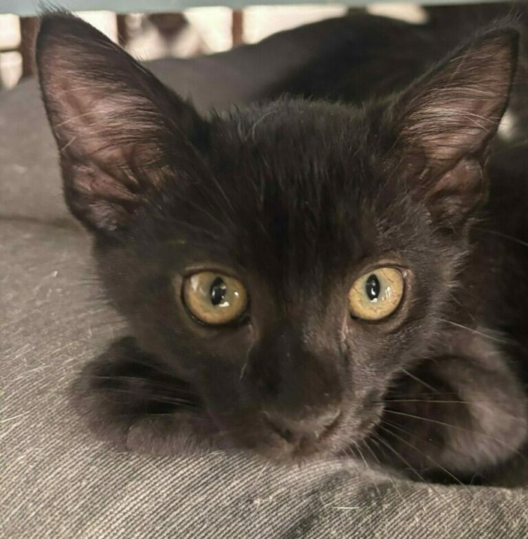 Ermes