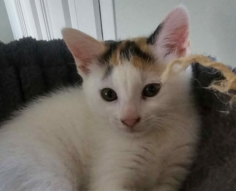 Bijou 1