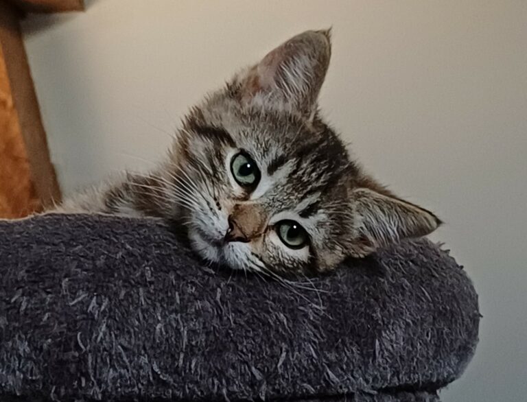 Bindi