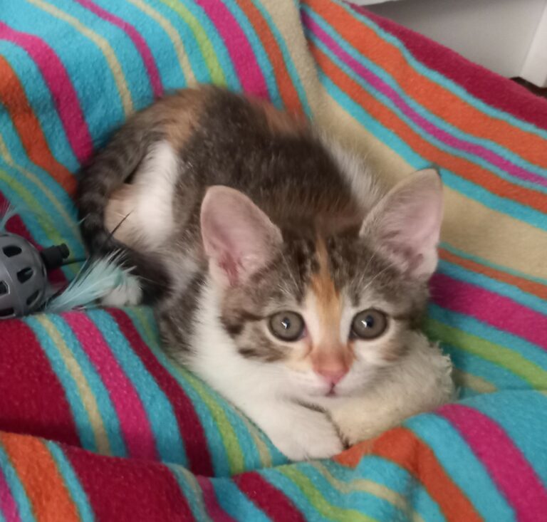 Bulle