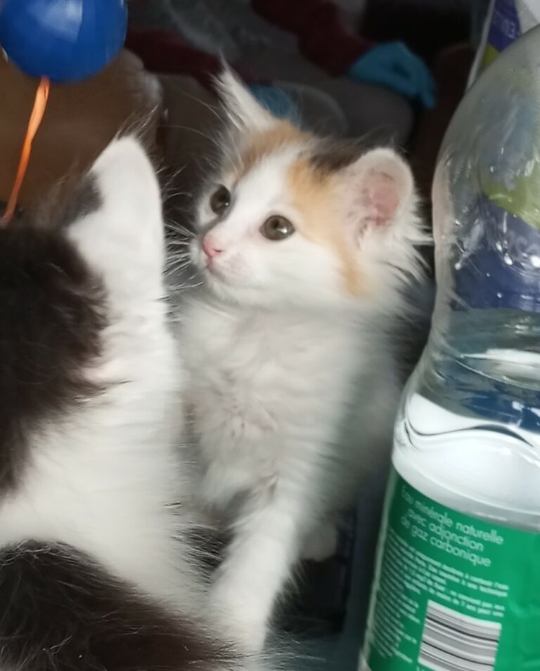 Sissi